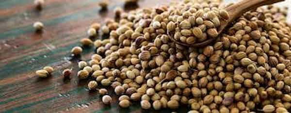 قیمت خرید تخم گشنیز کاشت با فروش عمده
